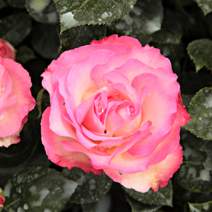 Bordure Rose - rosier - www.julietterose.fr